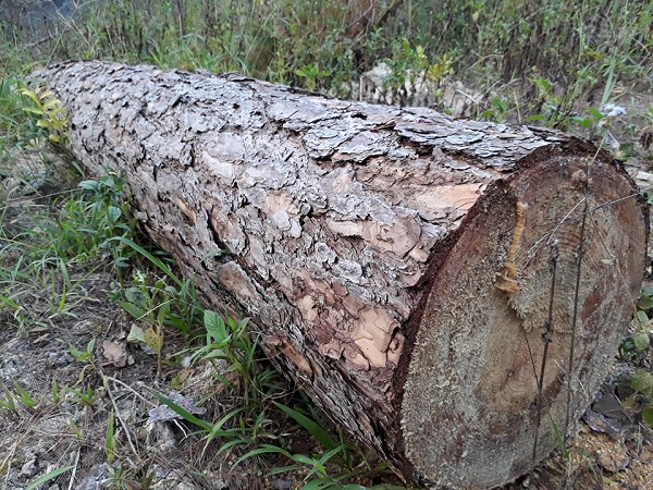 Rừng thông ở Lâm Đồng bị tàn phá